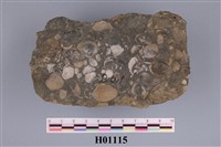 藏品(斧足類)的圖片